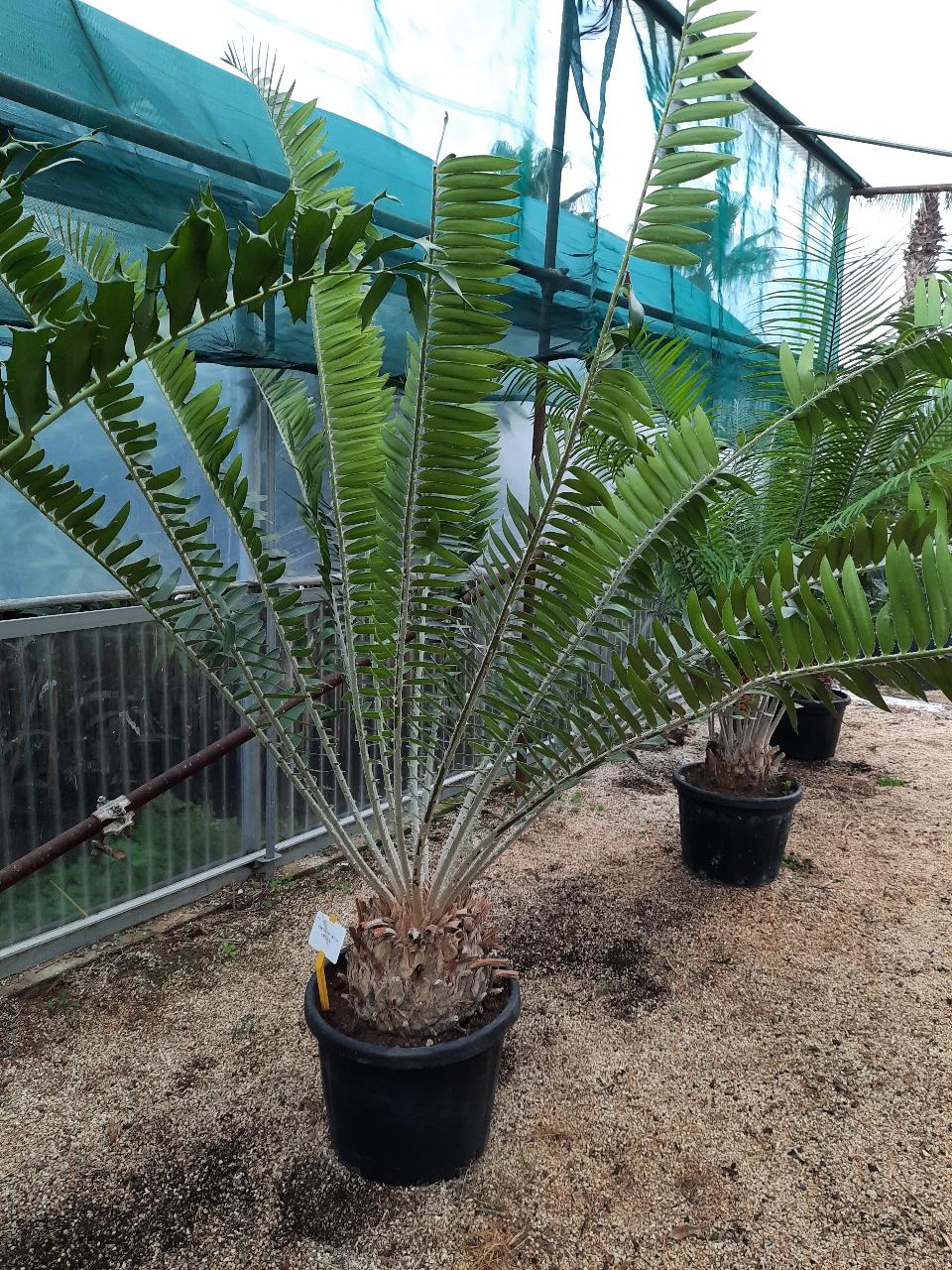 Encephalartos gratus ORNAMENTALE VASO 35 - 40