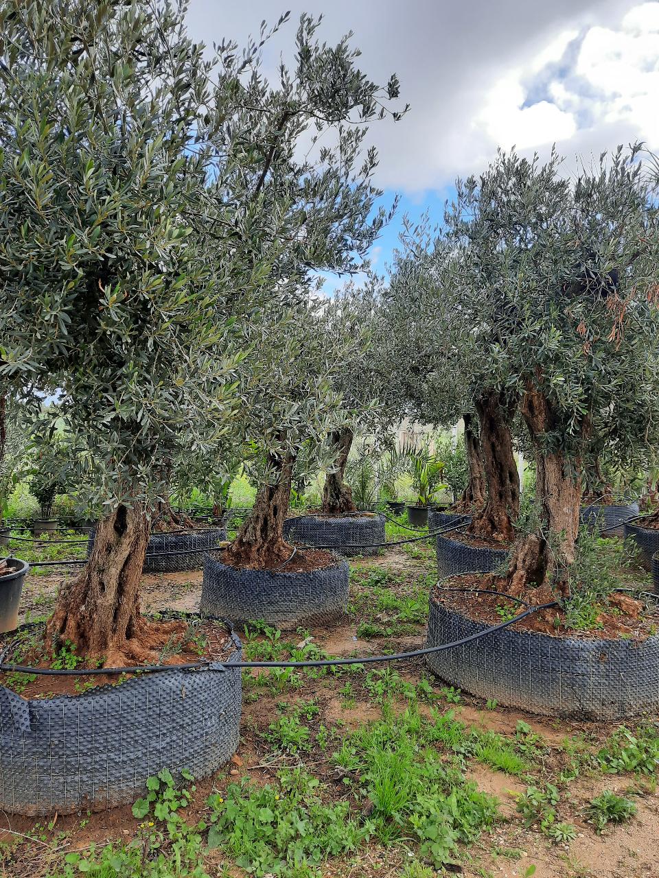 Ulivo Secolare ALBERO SECOLARE IN ZOLLA