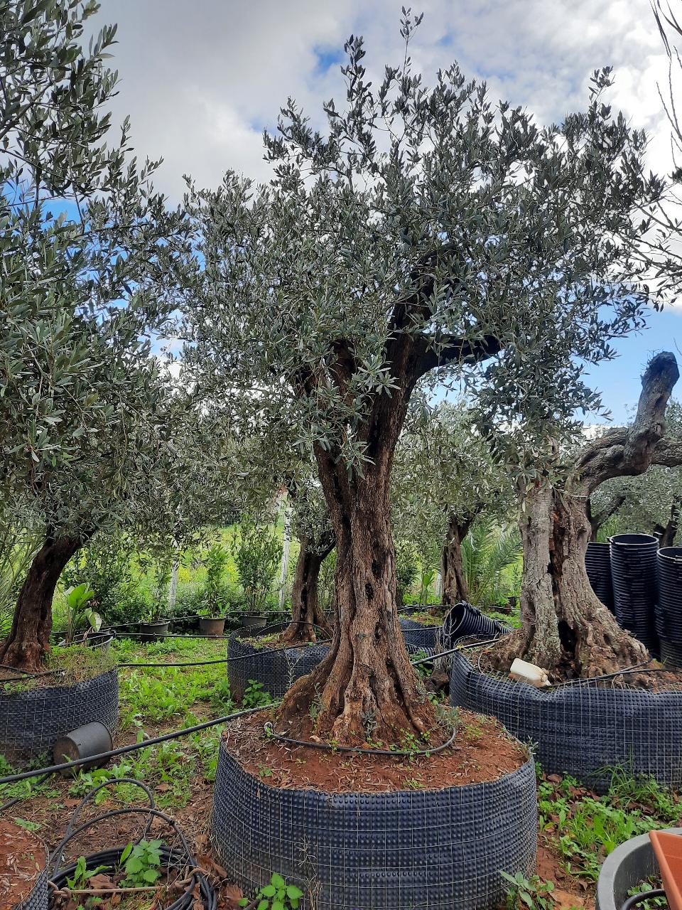 Ulivo Secolare ALBERO SECOLARE IN ZOLLA