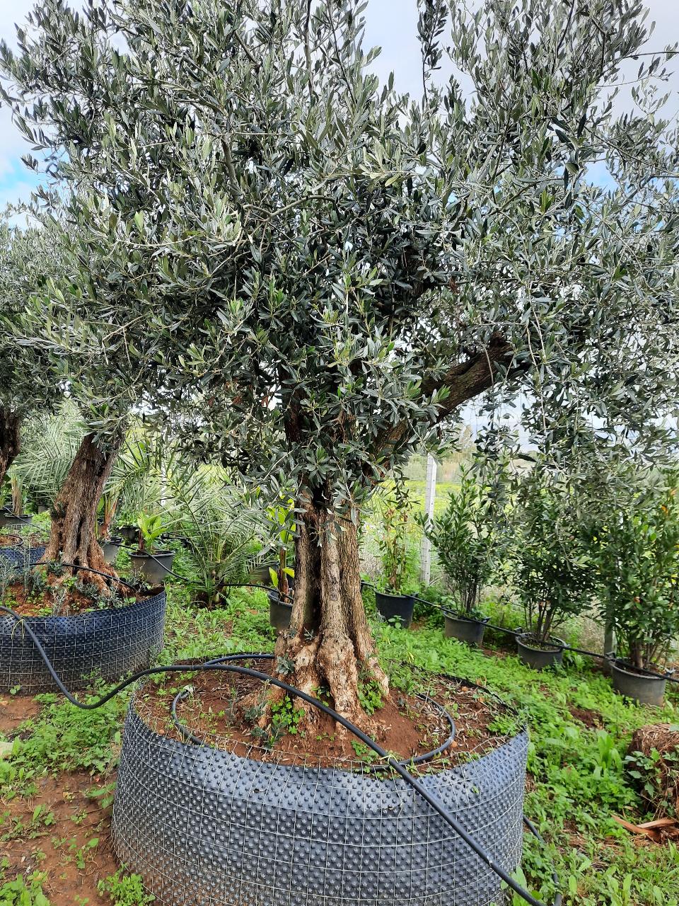 Ulivo Secolare ALBERO SECOLARE IN ZOLLA