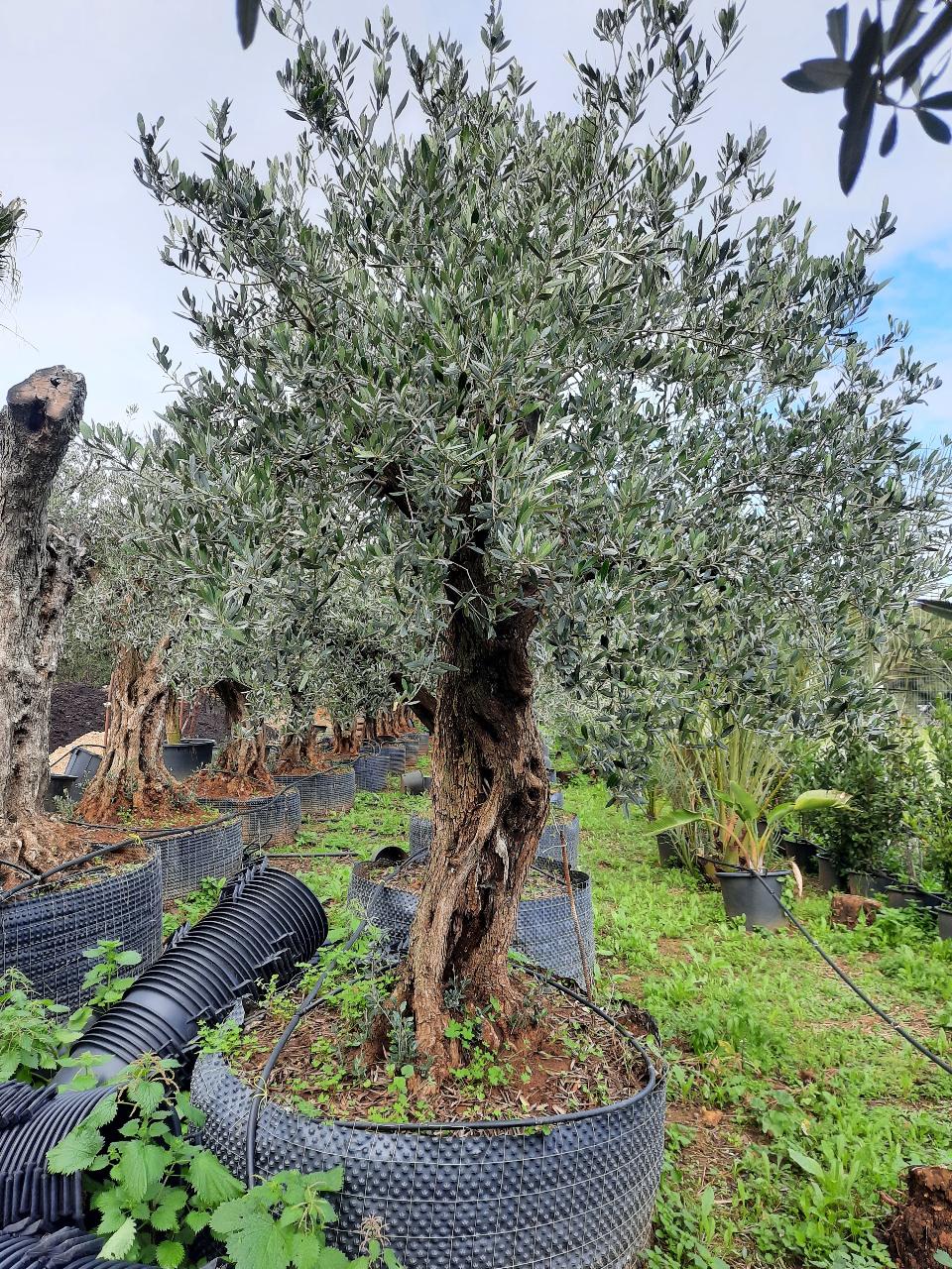 Ulivo Secolare ALBERO SECOLARE IN ZOLLA