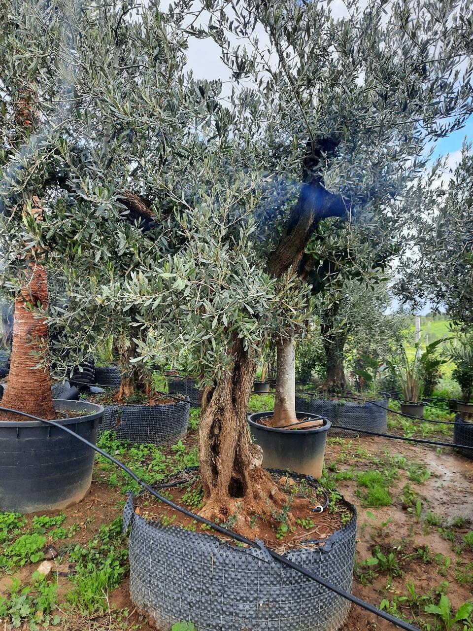 Ulivo Secolare ALBERO SECOLARE IN ZOLLA