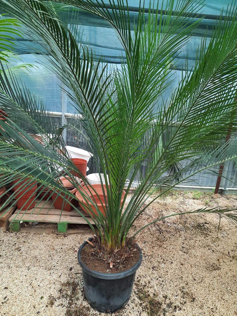 Cycas Macrozamia Cumminis ORNAMENTALE 140 l 50 l