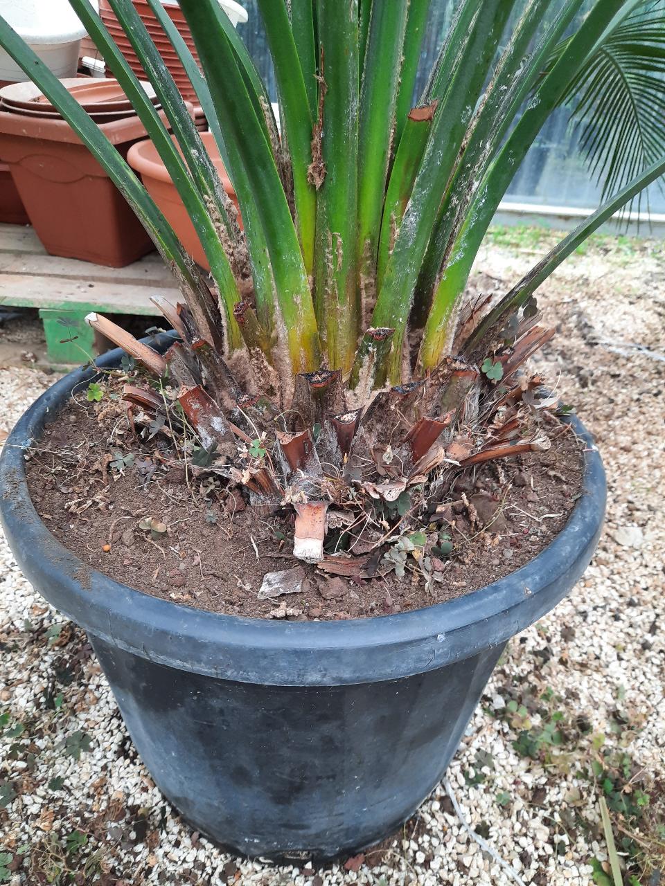 Cycas Macrozamia Cumminis ORNAMENTALE 140 l 50 l