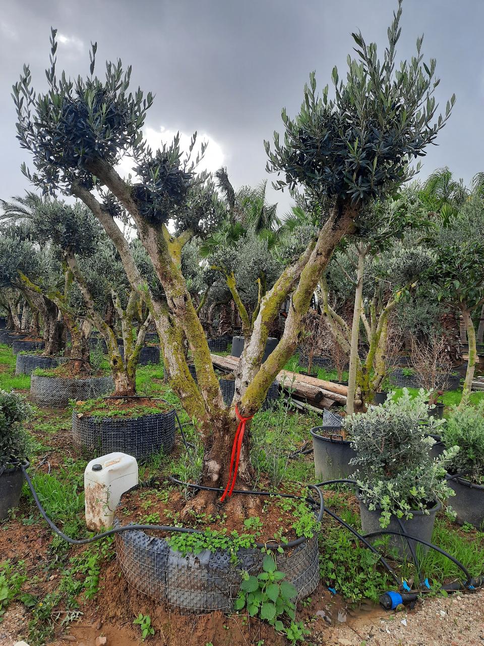 ULIVO RAMIFICATO A PALLA albero IN ZOLLA