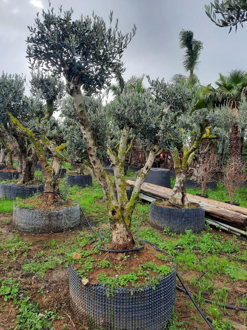 ULIVO RAMIFICATO A PALLA albero IN ZOLLA