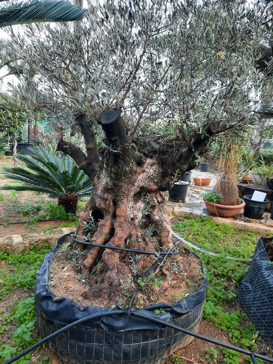 ULIVO BONSAI IN ZOLLA albero IN ZOLLA