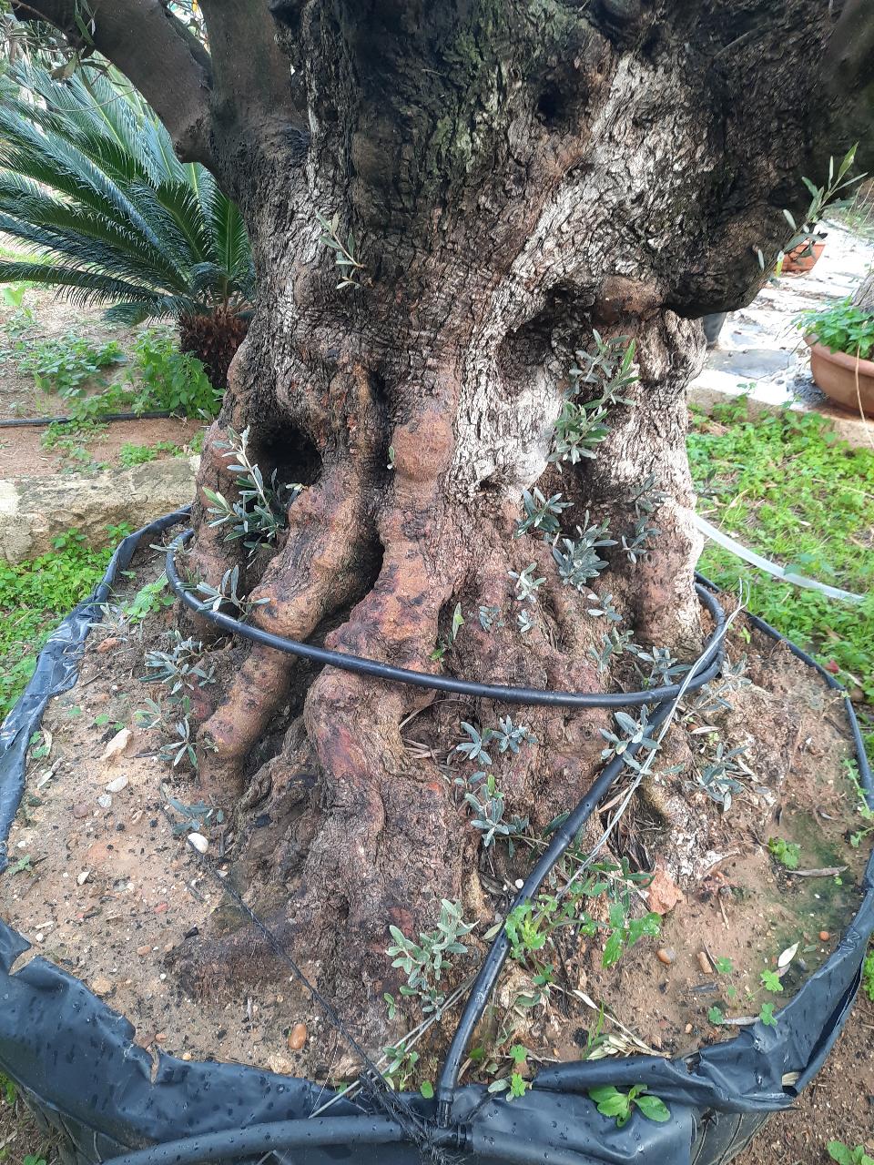 ULIVO BONSAI IN ZOLLA albero IN ZOLLA