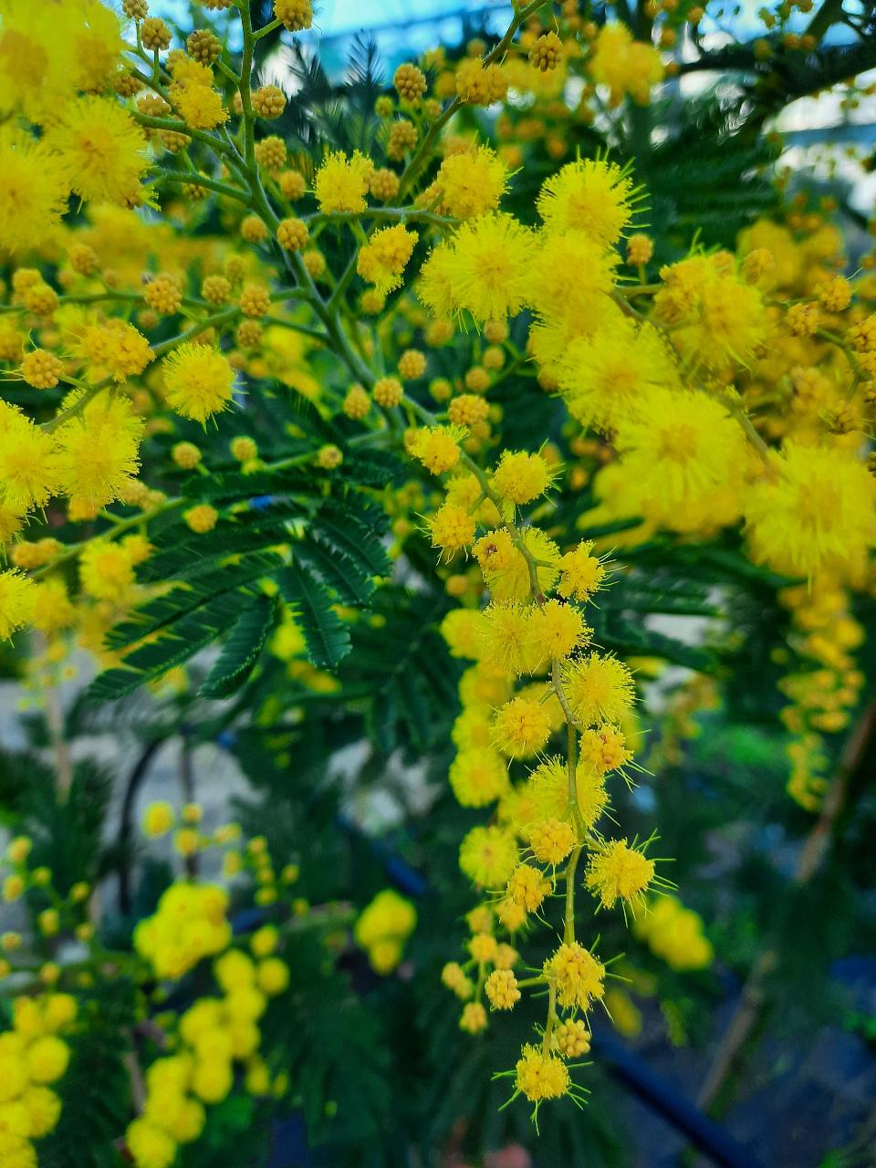 MIMOSA ALBERO ORNAMENTALE VASO 20