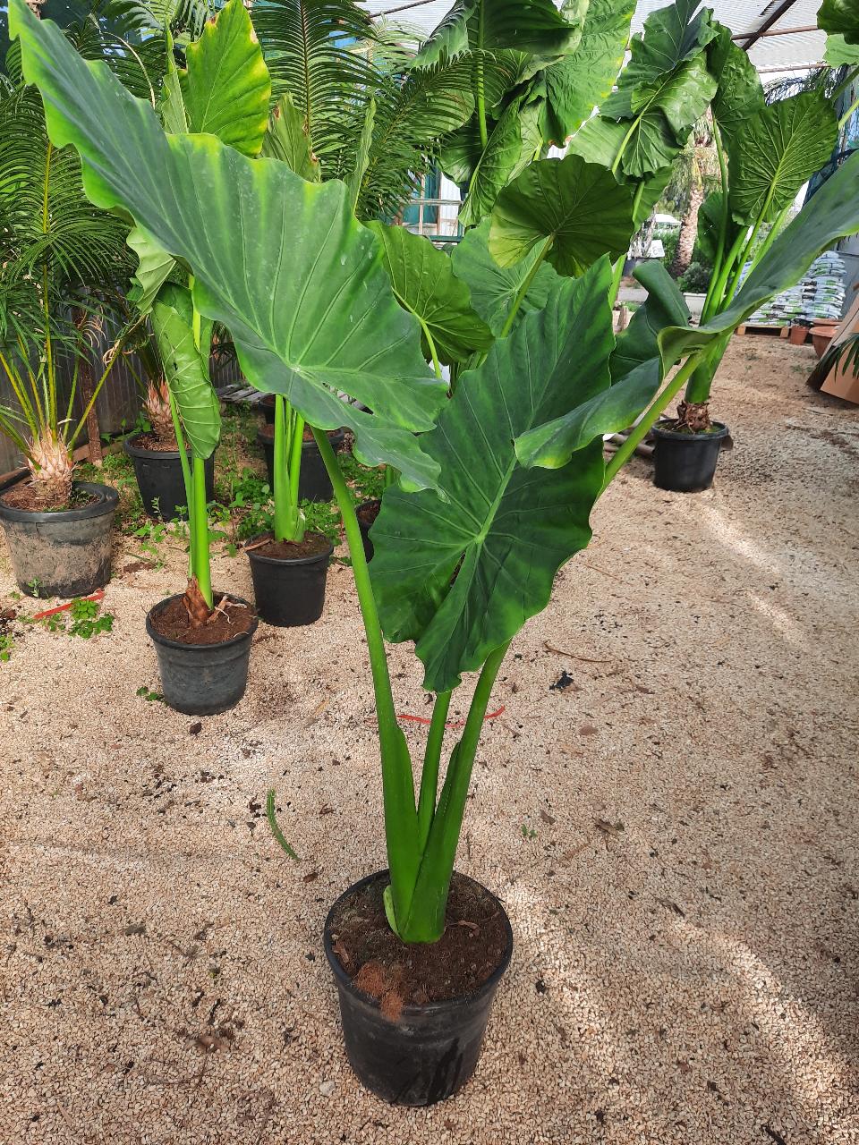 Alocasia, detta anche "orecchie di elefante" ORNAMENTALE vaso 60 - 70