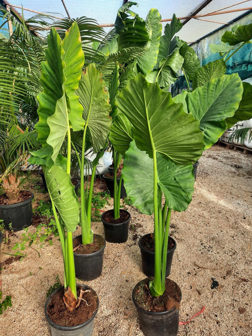 Alocasia, detta anche "orecchie di elefante" ORNAMENTALE vaso 60 - 70