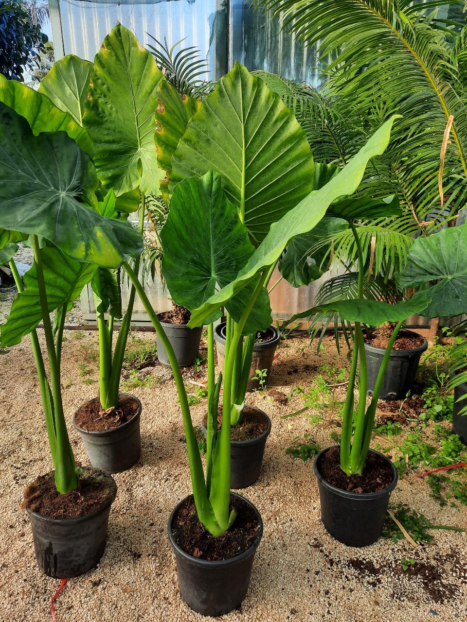 Alocasia, detta anche "orecchie di elefante" ORNAMENTALE vaso 60 - 70