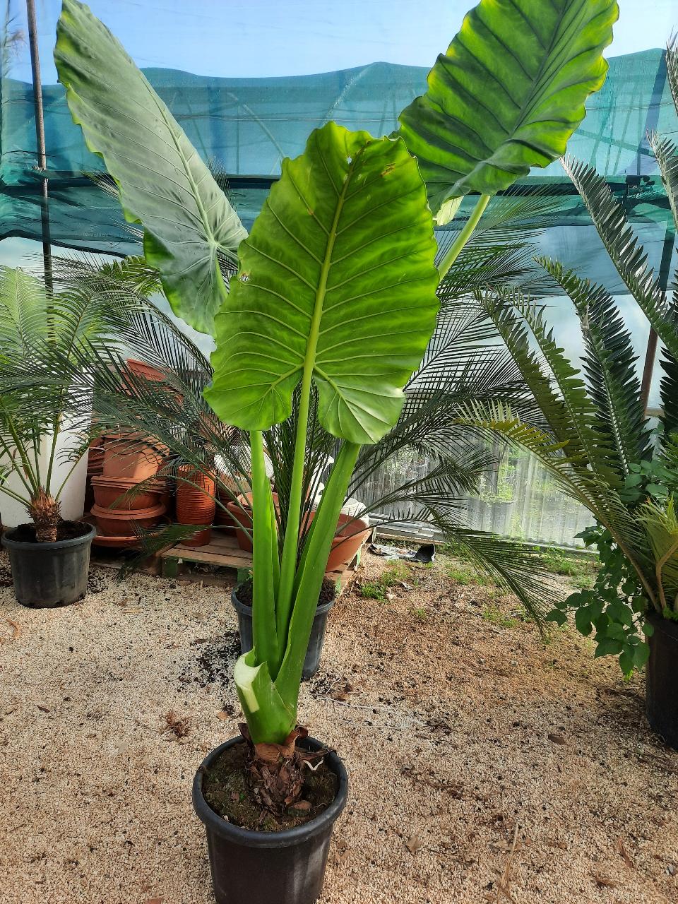 Alocasia, detta anche "orecchie di elefante" ORNAMENTALE vaso 60 - 70