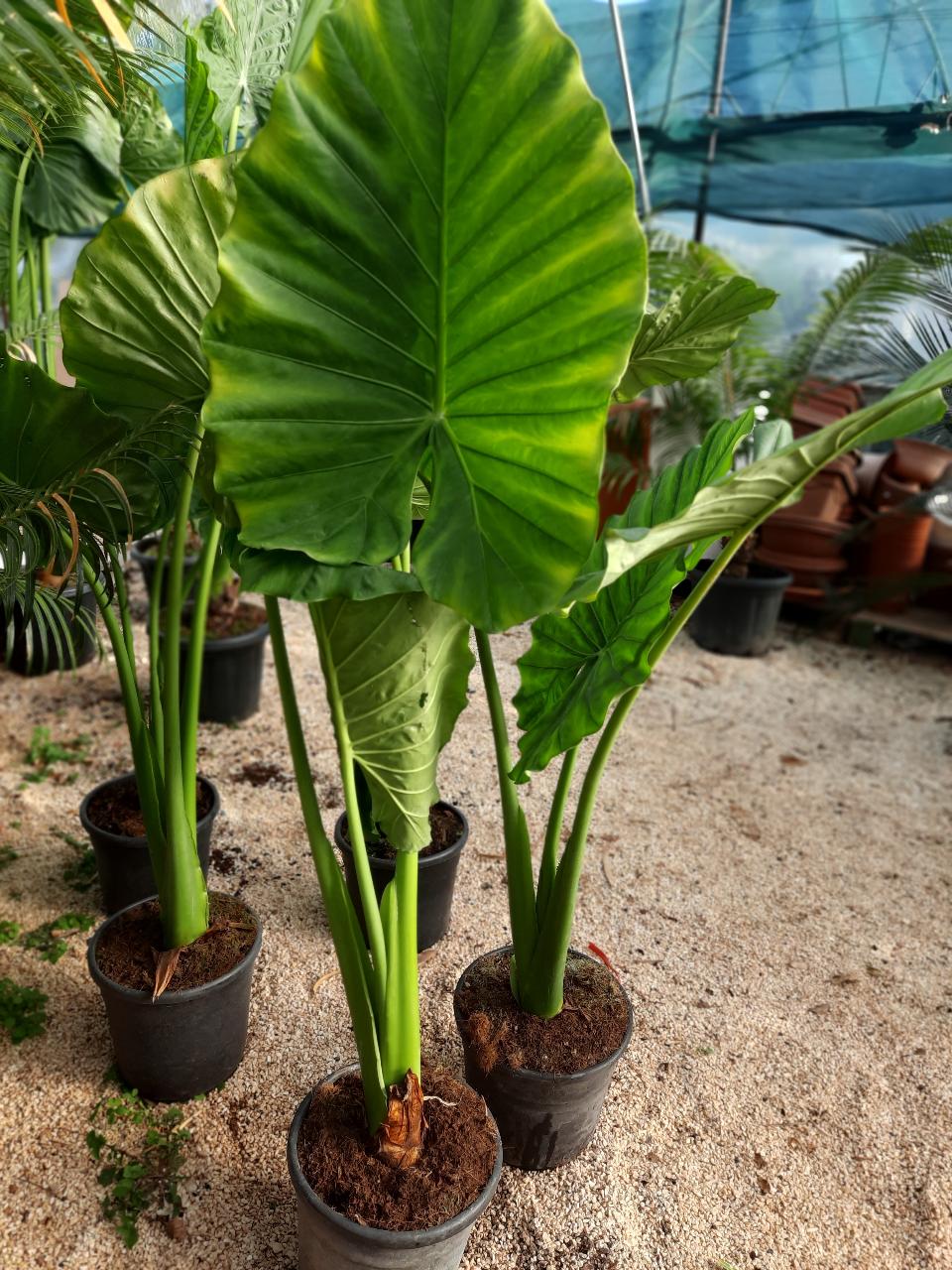 Alocasia, detta anche "orecchie di elefante" ORNAMENTALE vaso 60 - 70