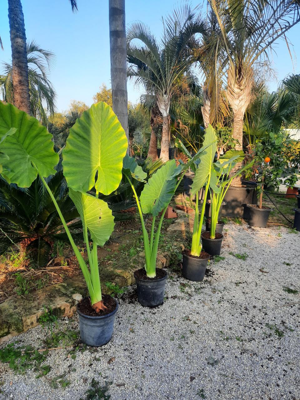 Alocasia, detta anche "orecchie di elefante" ORNAMENTALE vaso 60 - 70