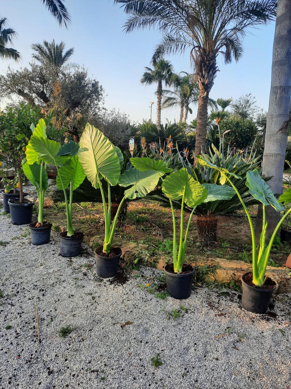 Alocasia, detta anche "orecchie di elefante" ORNAMENTALE vaso 60 - 70