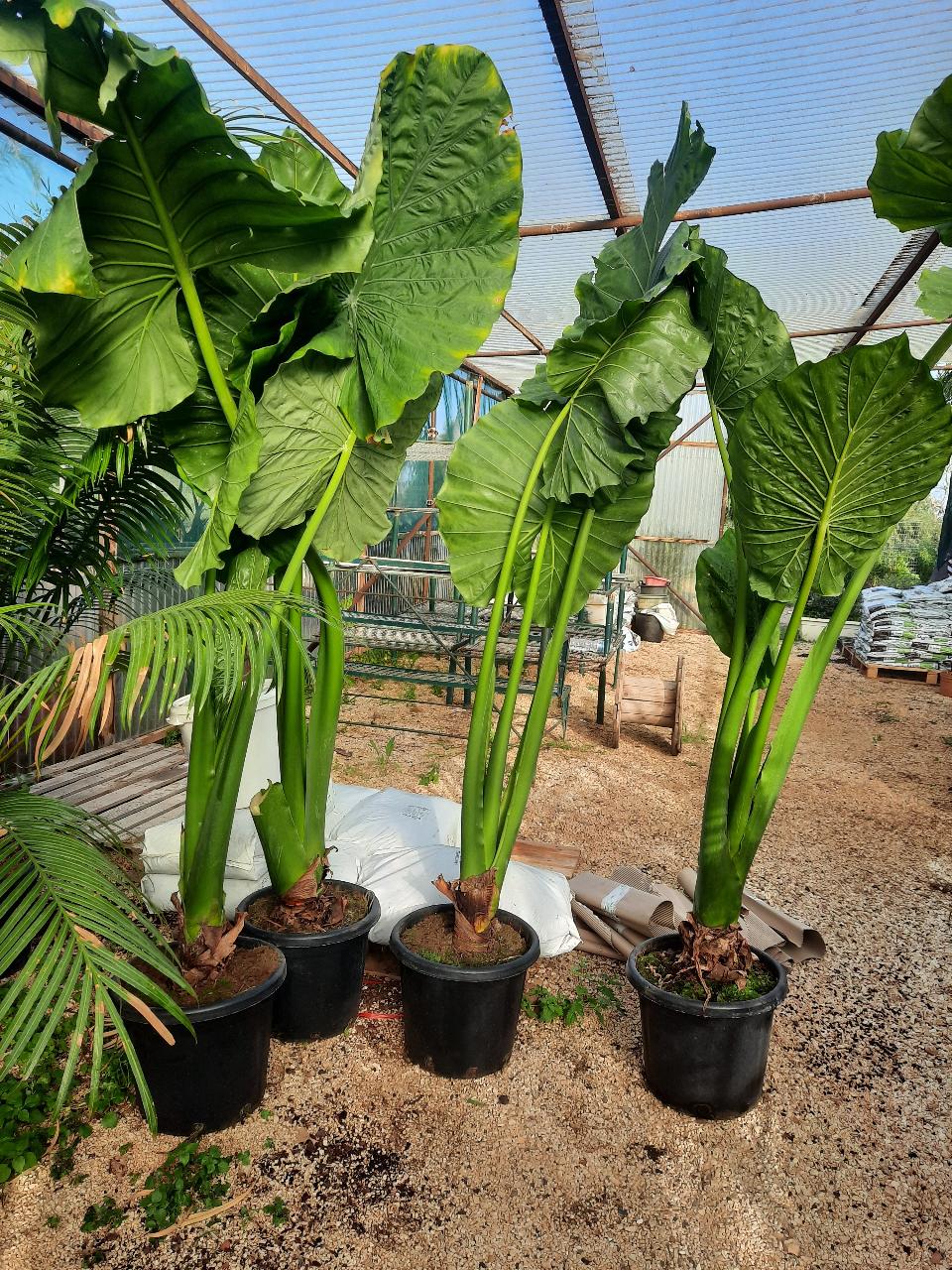 Alocasia, detta anche "orecchie di elefante" ORNAMENTALE vaso 60 - 70