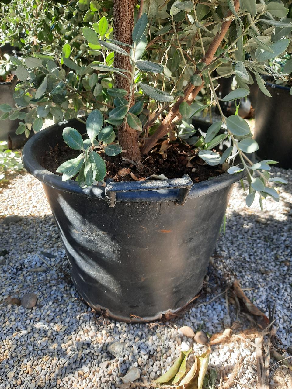 METROSIDEROS SIEPE vaso 24