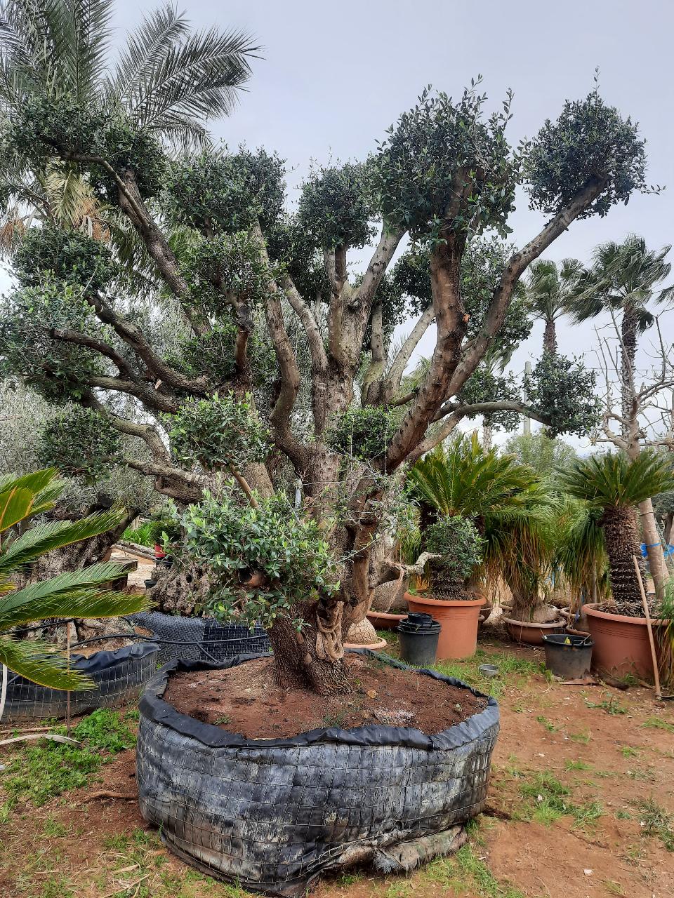 ULIVO RAMIFICATO A PALLA albero IN ZOLLA CON RETE