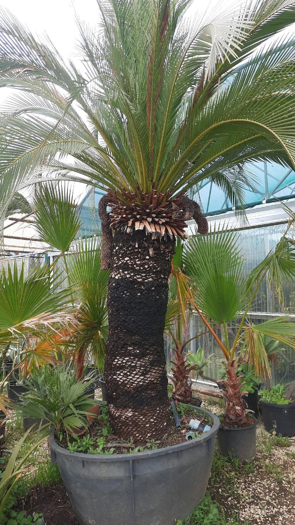 MACROZAMIA moorei IN VASO 280 LT ORNAMENTALE VASO 280 L