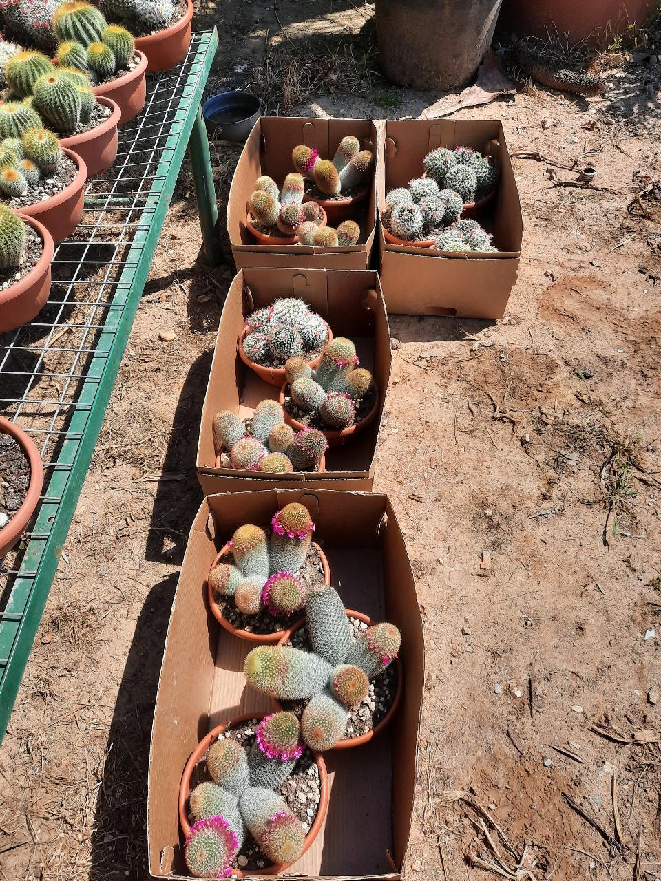 MAMMILLARIA E CACTUS PIANTA GRASSA VASO