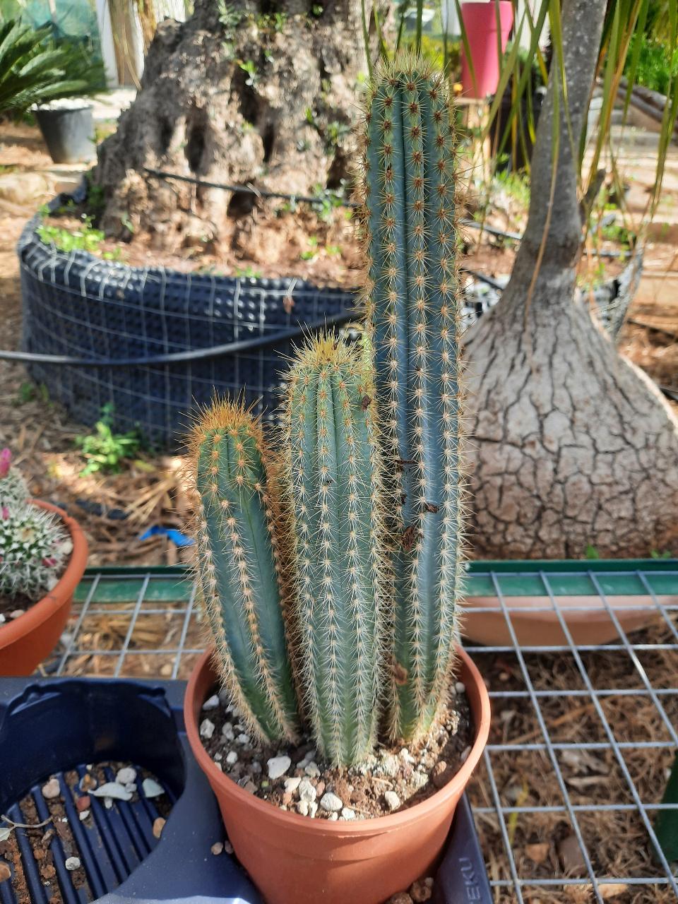 MAMMILLARIA E CACTUS PIANTA GRASSA VASO