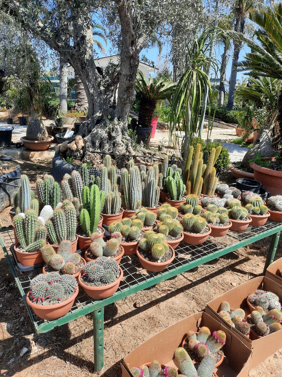 MAMMILLARIA E CACTUS PIANTA GRASSA VASO