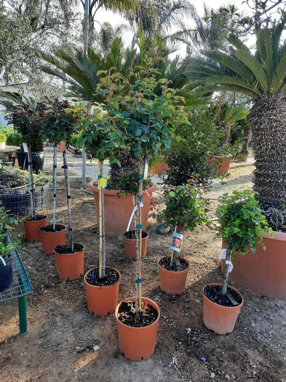 ROSE ALBERELLO INNESTATE CTL 12 1 - 2 FUSTO 1 - 4 FUSTO