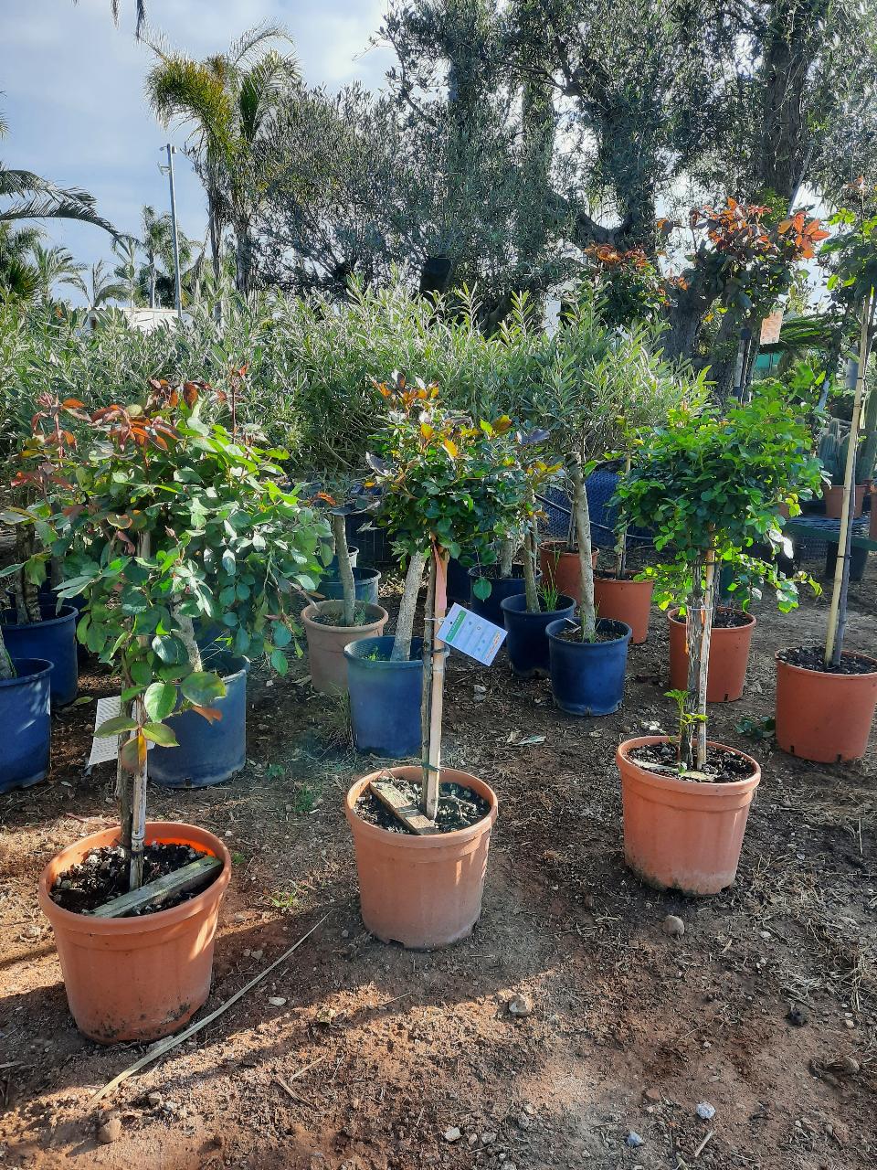 ROSE ALBERELLO INNESTATE CTL 12 1 - 2 FUSTO 1 - 4 FUSTO