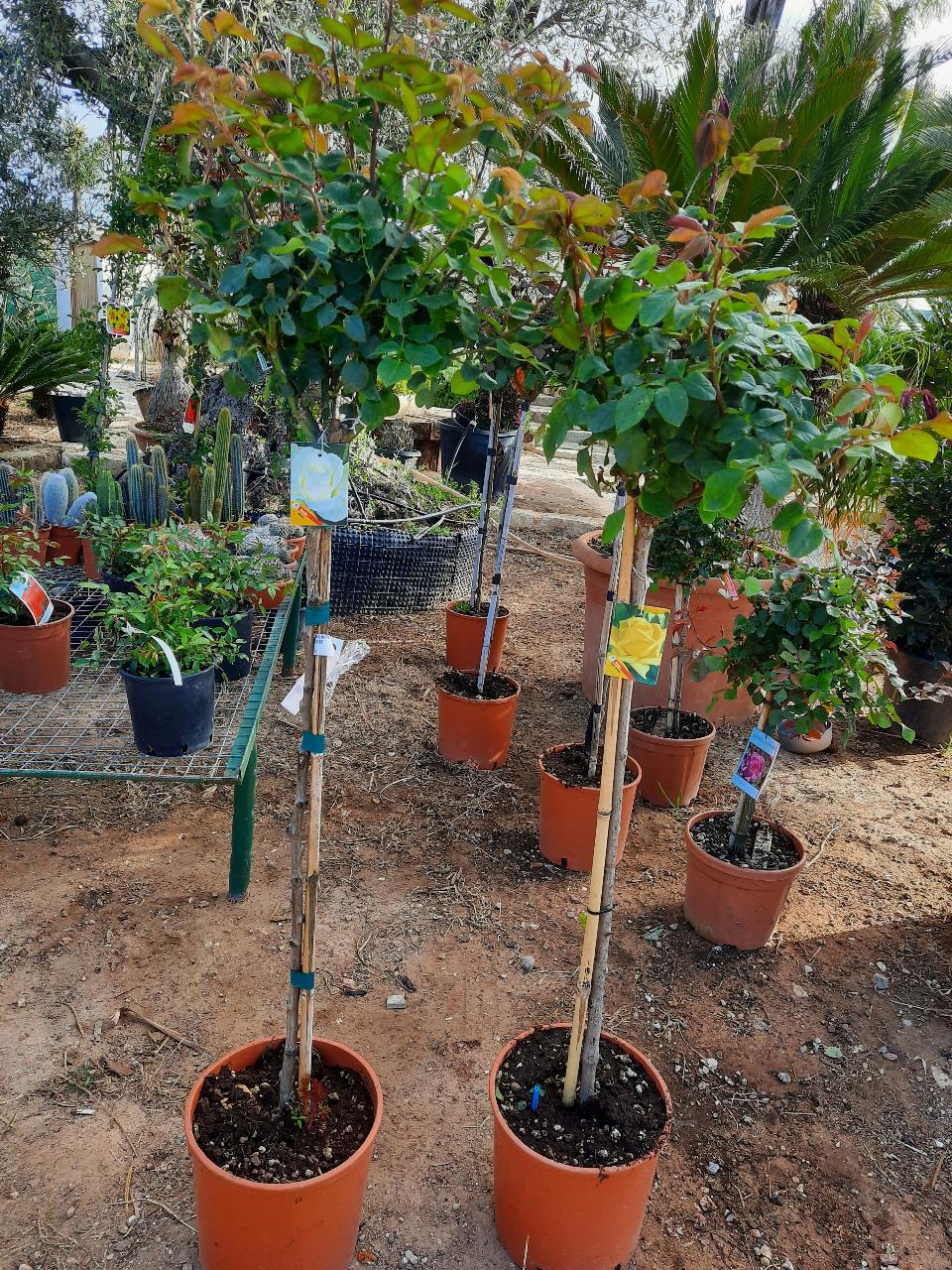 ROSE ALBERELLO INNESTATE CTL 12 1 - 2 FUSTO 1 - 4 FUSTO