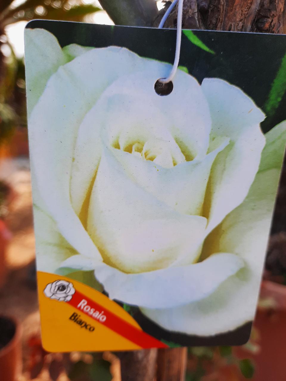 ROSE ALBERELLO INNESTATE CTL 12 1 - 2 FUSTO 1 - 4 FUSTO