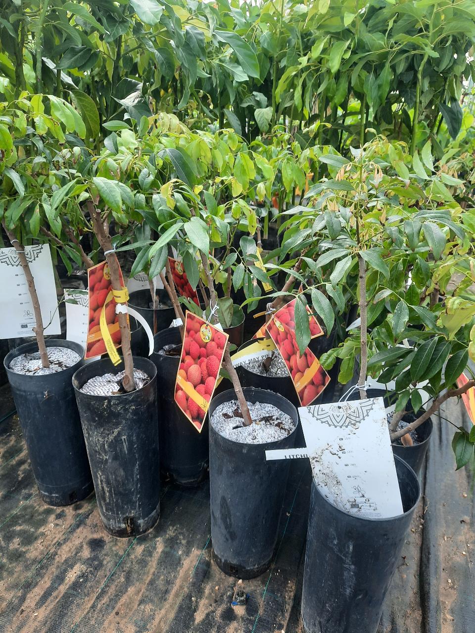LITCHI IN VASO varierà chinensis VASO CONICO 16\18