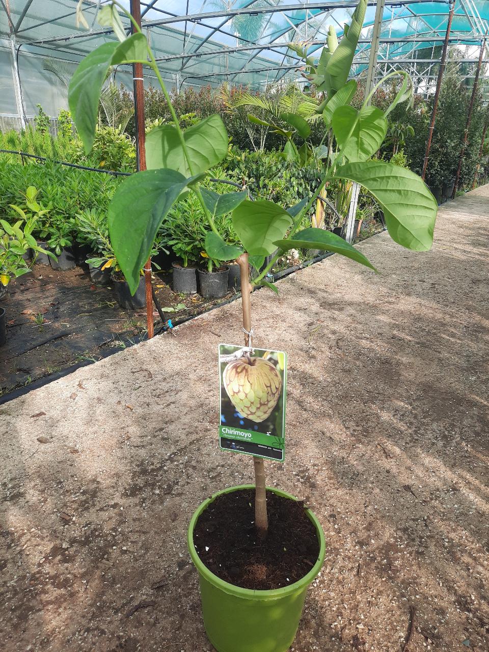 ANNONA CHERIMOLA albero VASO CONICO 16 - 18