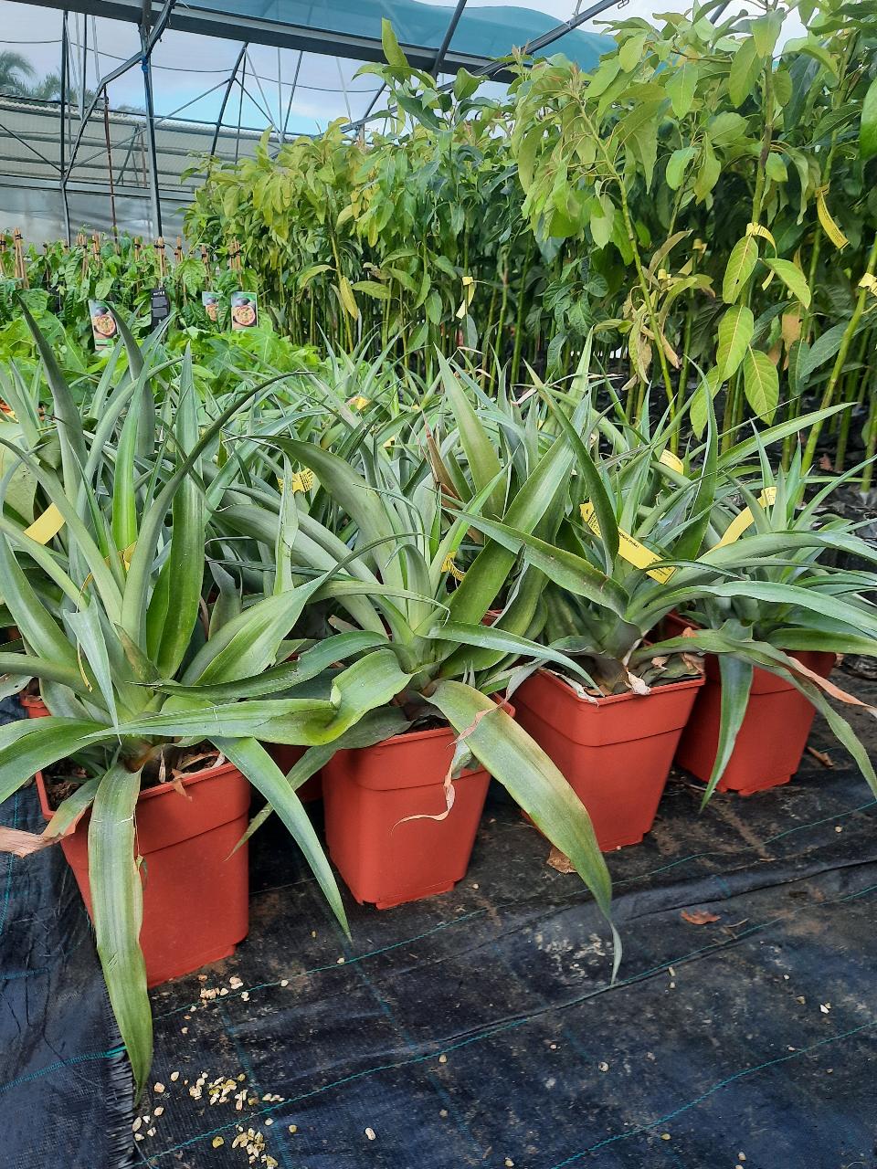 ANANAS IN VASO TROPICALE vaso 24 - 26