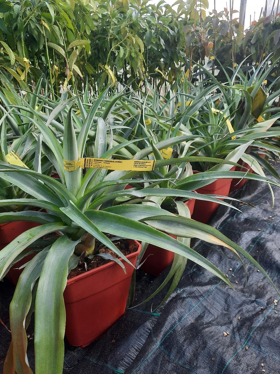 ANANAS IN VASO TROPICALE vaso 24 - 26