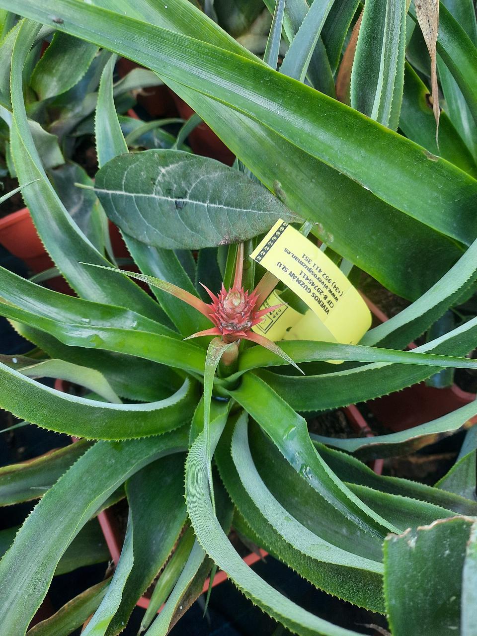 ANANAS IN VASO TROPICALE vaso 24 - 26