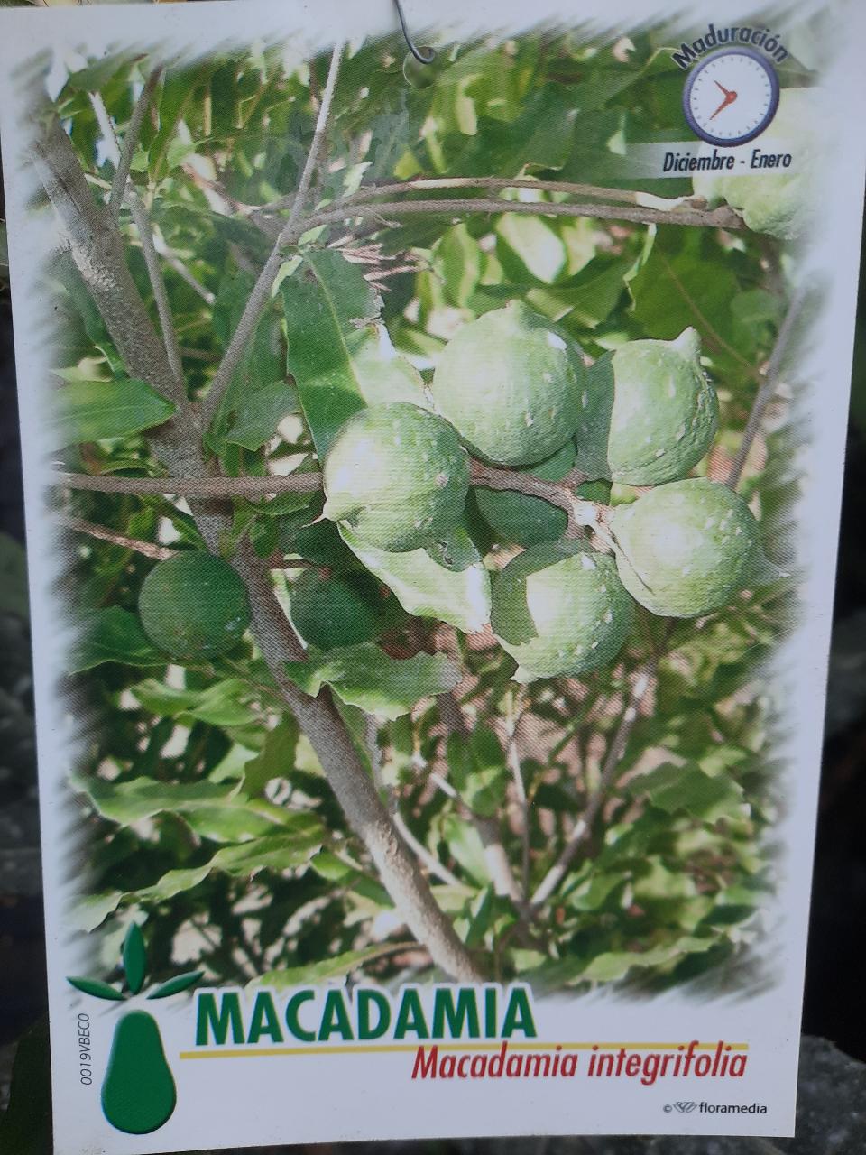 MACADAMIA NOCE ALBERO TROPICALE VASO CONICO 16 - 18