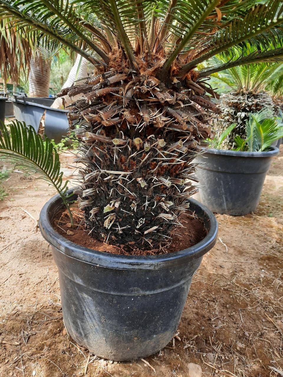 CYCAS REVOLUTA IN VASO ORNAMENTALE VASO ROSSO 40 - 45 L