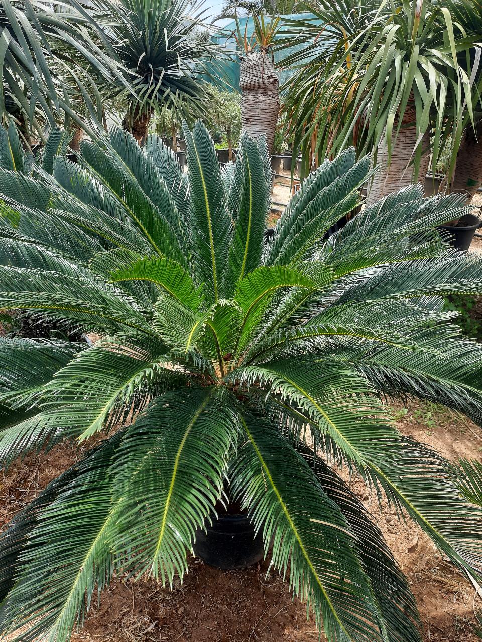 CYCAS REVOLUTA IN VASO ORNAMENTALE VASO 24 -