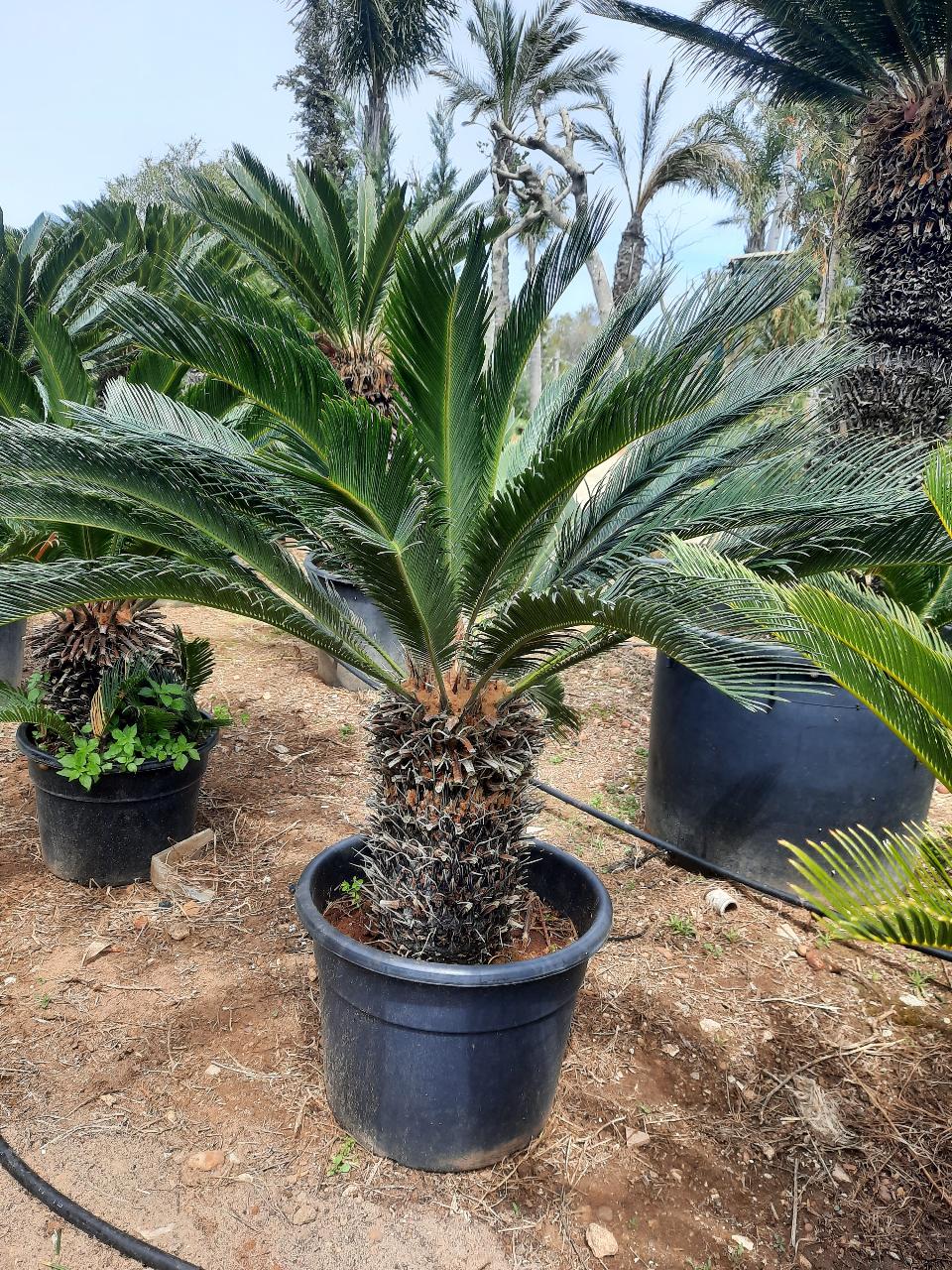 CYCAS REVOLUTA IN VASO ORNAMENTALE VASO ROSSO 40 - 45 L