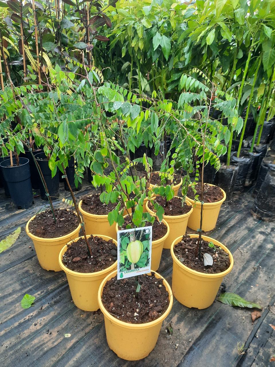 CARAMBOLA ALBERO TROPICALE vaso 24 - 26