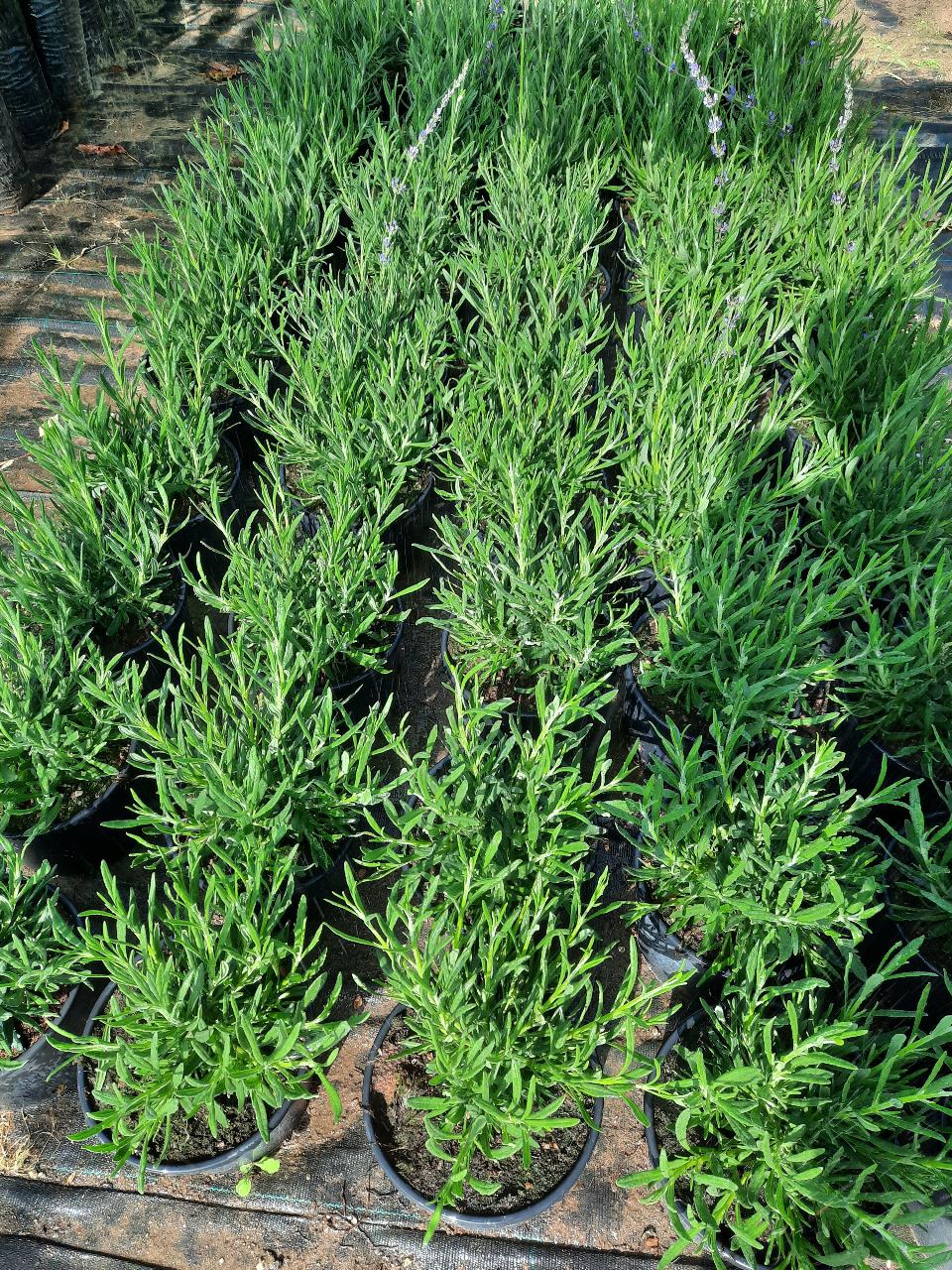 AROMI VASO 14 TUTTI I TIPI SIEPE AROMATICA VASO 14 - 15