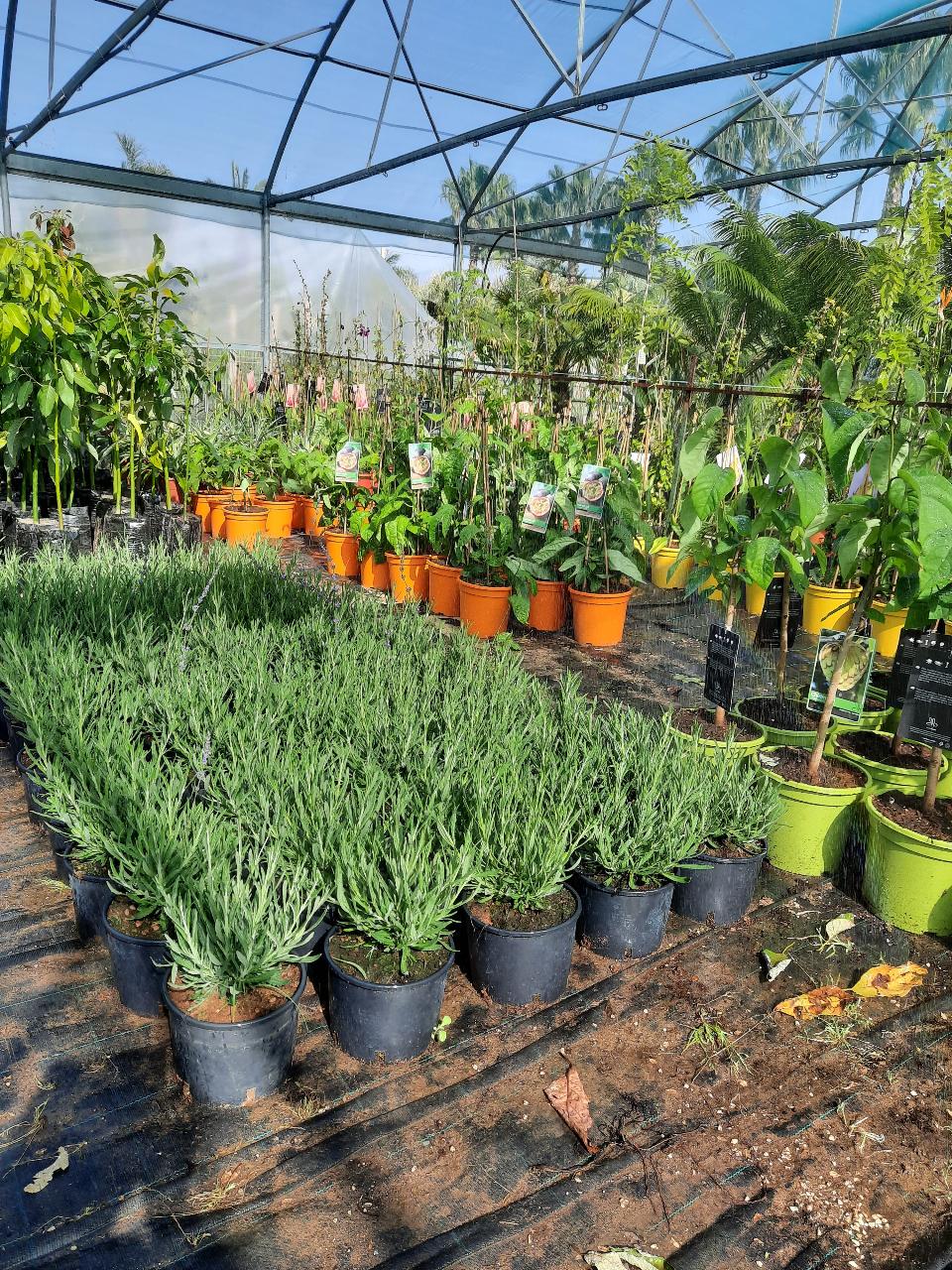 AROMI VASO 14 TUTTI I TIPI SIEPE AROMATICA VASO 14 - 15
