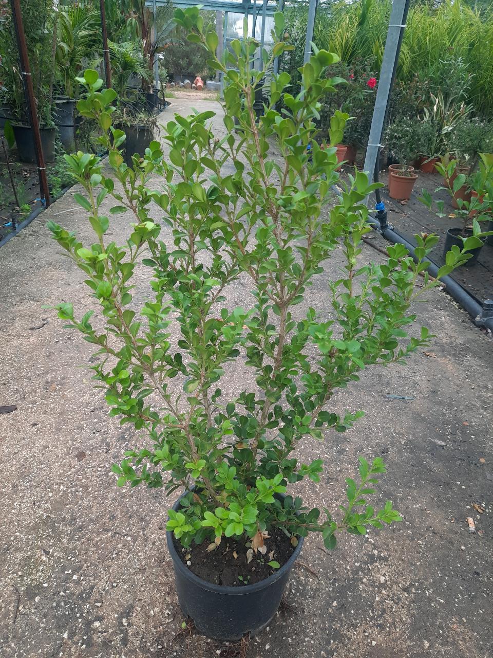 Buxus sempervirens SIEPE vaso 24