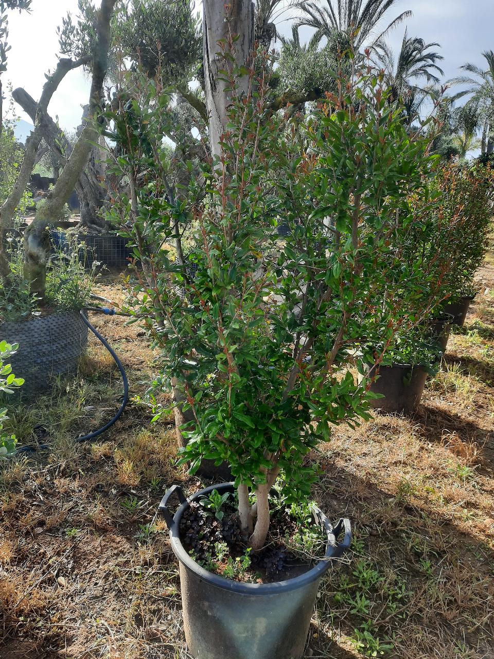 MELOGRANO DENTE DI CAVALLO albero da frutto MASTELLO 35