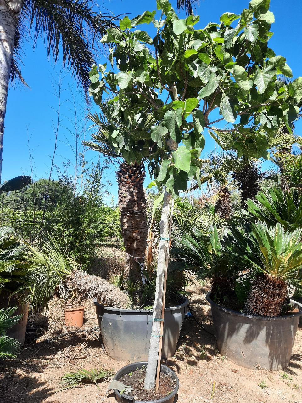FICO BRIGITTO BIANCO albero da frutto VASO 60 L