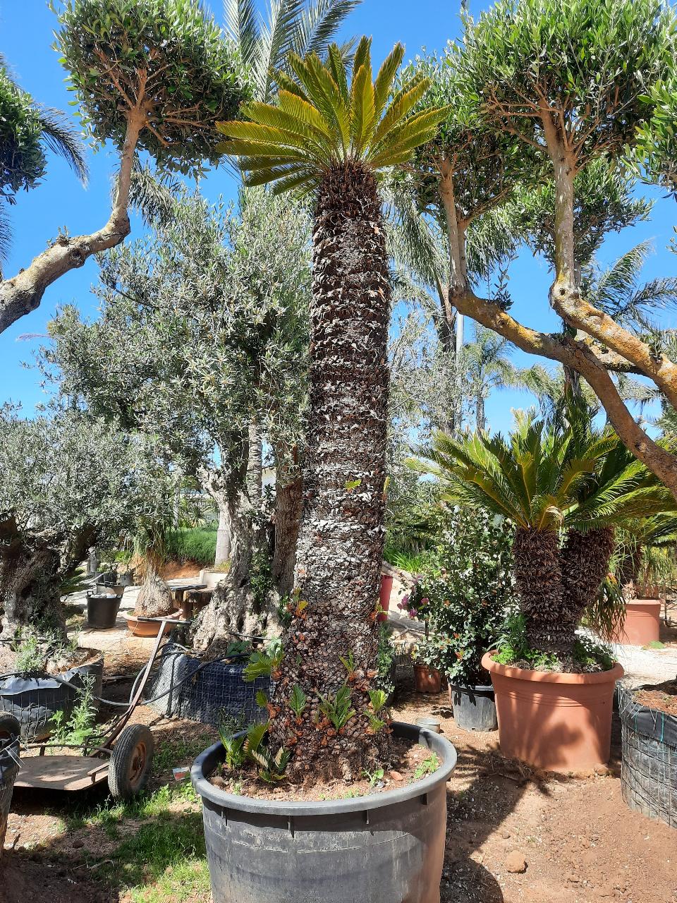 CYCAS REVOLUTA IN VASO ORNAMENTALE vaso 300 l.