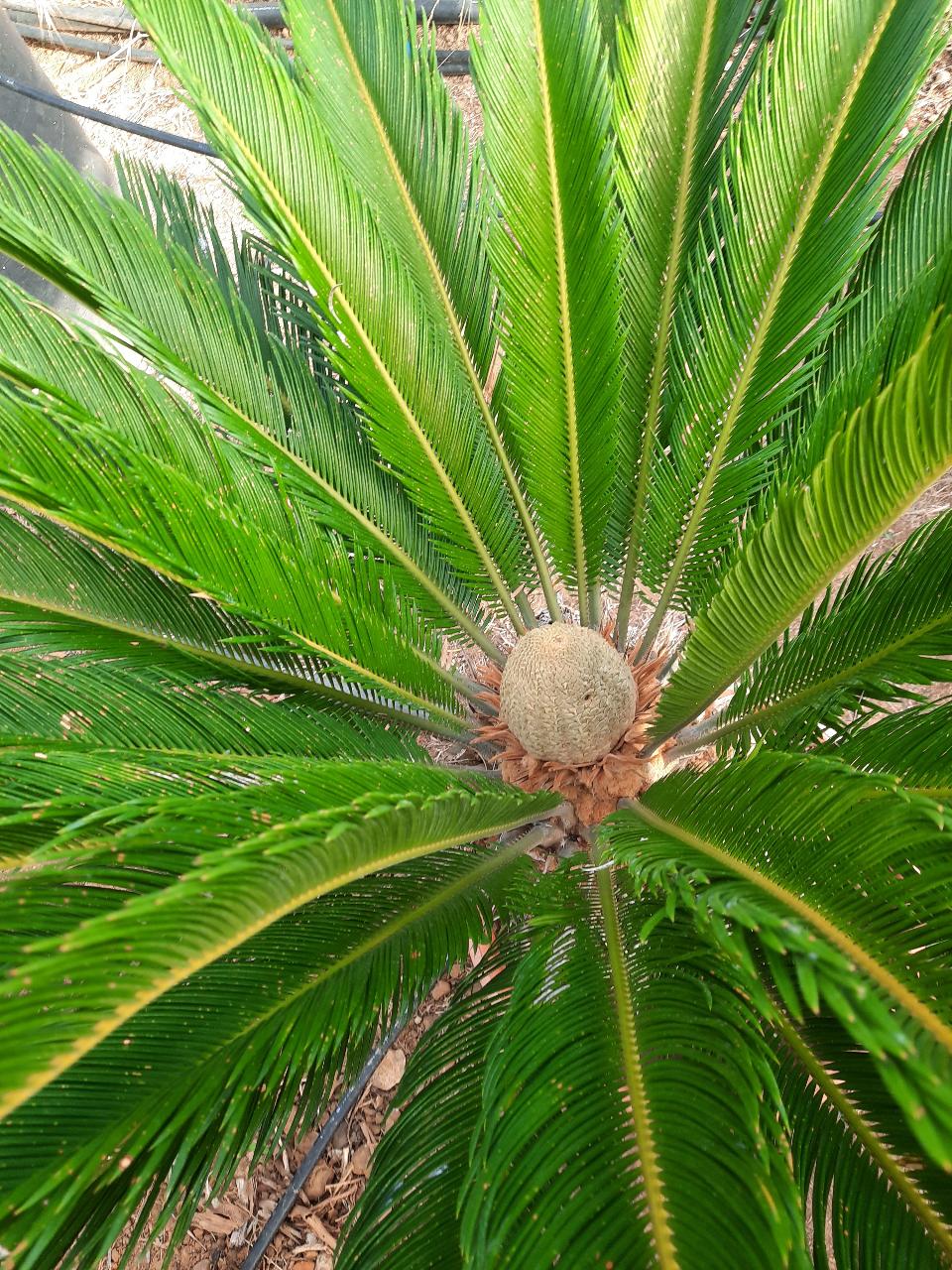 CYCAS REVOLUTA IN VASO ORNAMENTALE VASO ROSSO 40 - 45 L