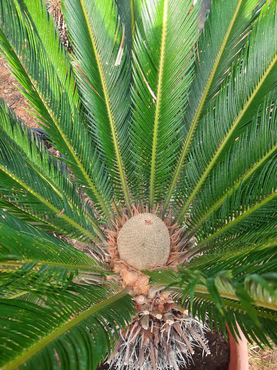 CYCAS REVOLUTA IN VASO ORNAMENTALE VASO ROSSO 40 - 45 L