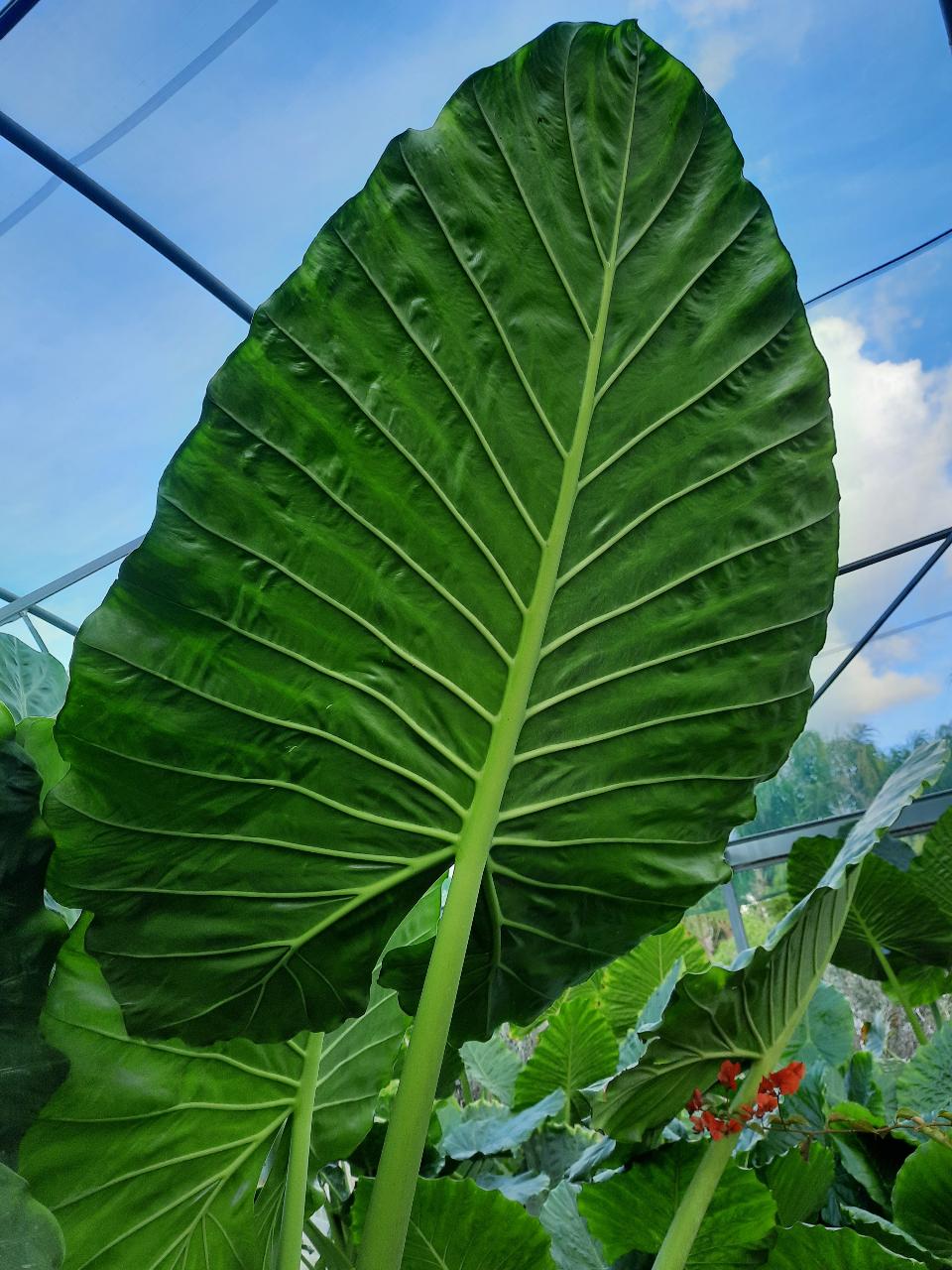 Alocasia, detta anche "orecchie di elefante" ORNAMENTALE vaso 60 - 70